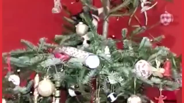 cats and christmas tree