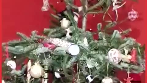 cats and christmas tree