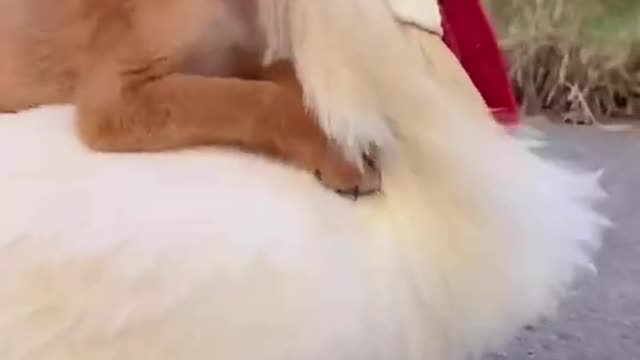 Dog riding chicken, cute and cute, i love this.