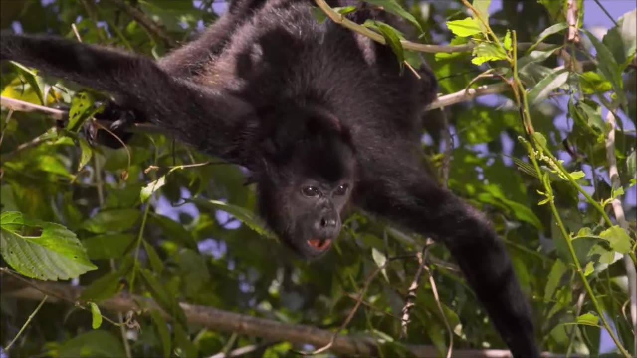 Teoria do macaco chapado