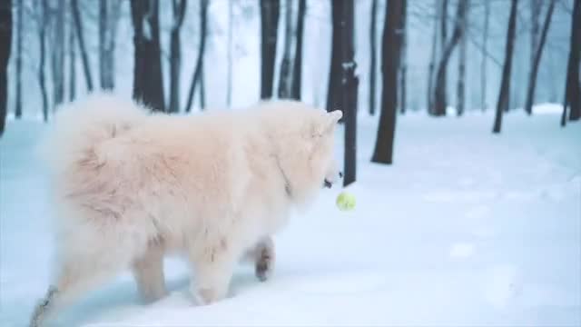 New cute puppy dog playing on snow