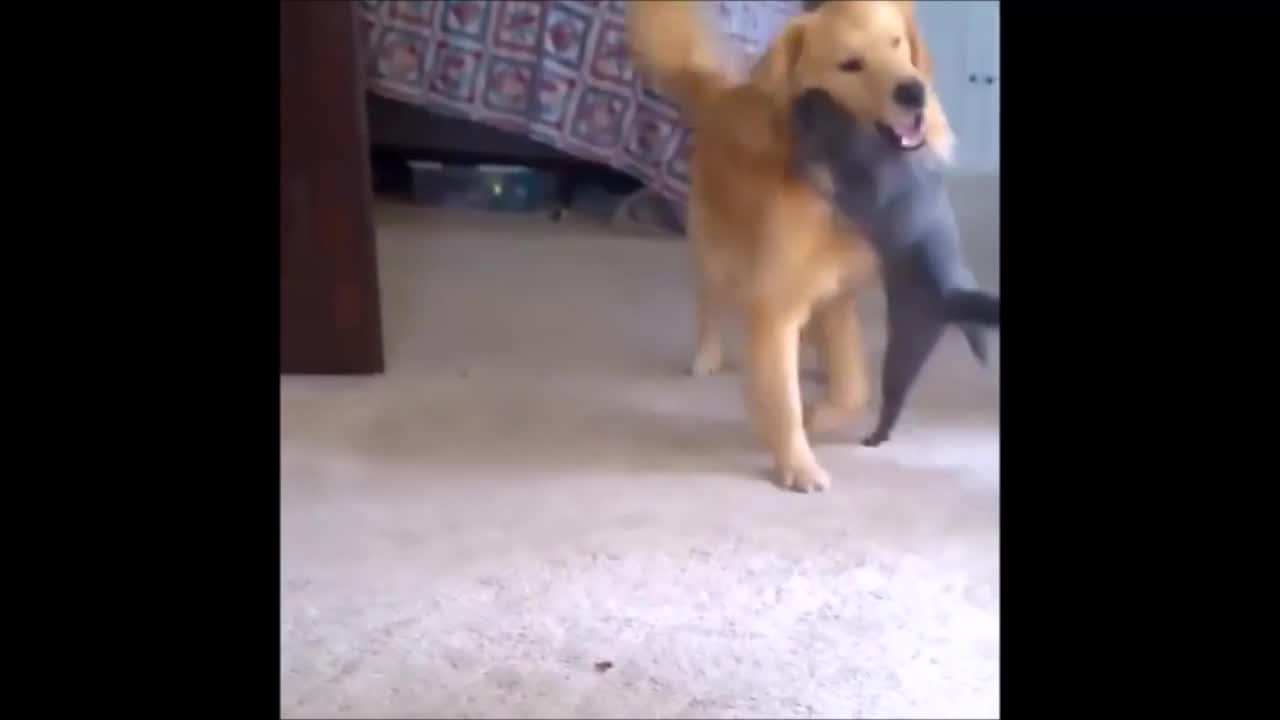 Dog vs cat fight video