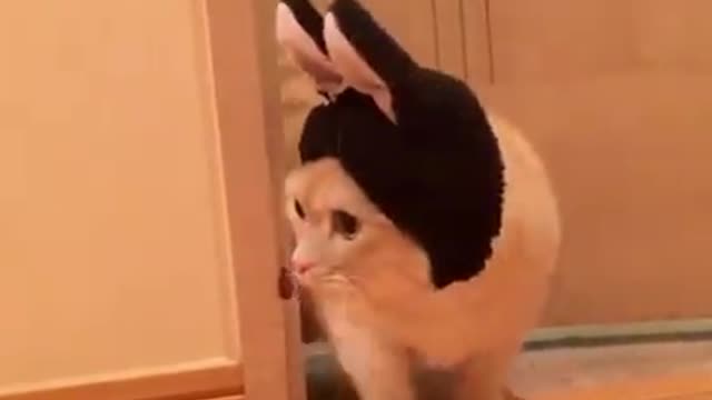 Cat Looks like bunny