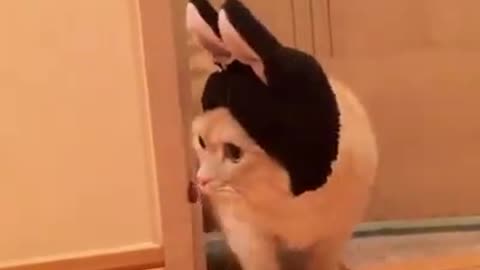 Cat Looks like bunny