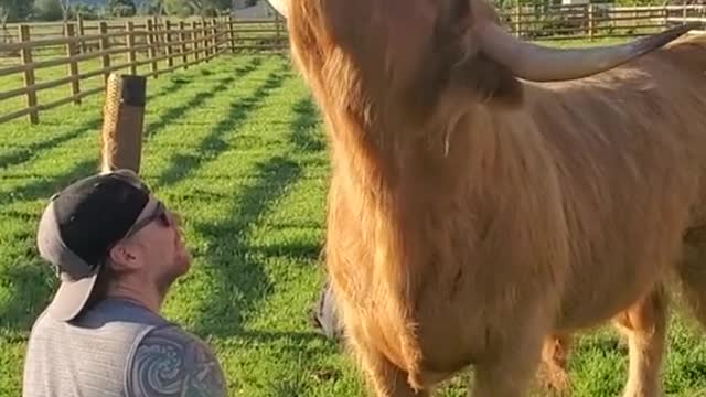 Thor the fluffy cow 😍