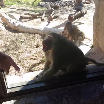 Baboon Is Amazed By Man's Magic Trick