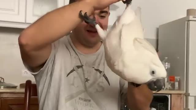 The acrobatic tricks of this adorable parrot cannot fail to bring a smile.