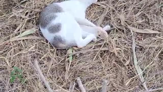 Cat is Sleep funny videos