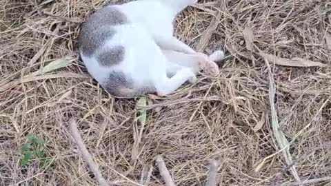 Cat is Sleep funny videos