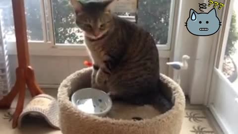 A cat drinks water with her hands