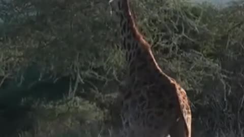 Lions attack girrsfe from below