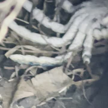 Scary spider step in front bunny hole in Edmonton playground