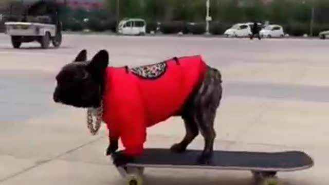 It is very harmful for dogs to play with scooters.