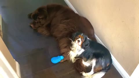 Newfoundland & Cavalier don’t budge for mom