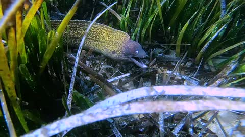 Face to Face with an Impressive Moray Eel