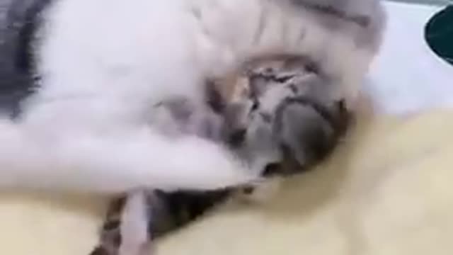 mommy cat hugs baby kitten having a very beautiful nightmare