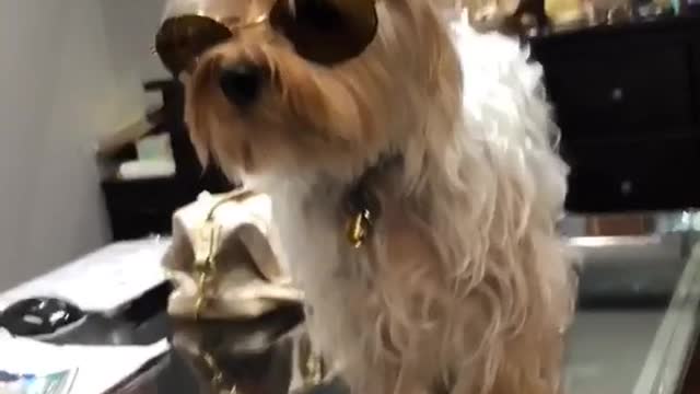 I'm crying dog on glass table wearing sunglasses