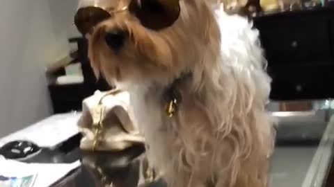 I'm crying dog on glass table wearing sunglasses