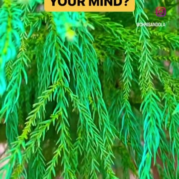 WE LOVE THE SMELL OF PINE!