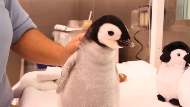 Baby penguin happily waiting to get fed