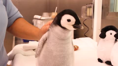 Baby penguin happily waiting to get fed