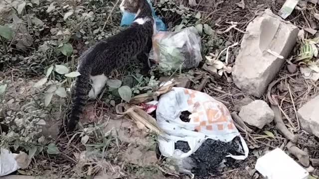 Hungry Cat Searching For Food In The Garbage | Kingdom Of Awais