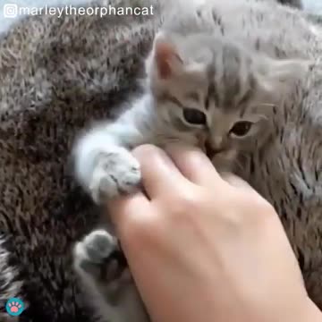 Sweet Kitten Gives Kisses To Her Foster Dad