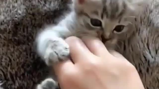 Sweet Kitten Gives Kisses To Her Foster Dad