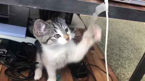 This is so cute. Cat playing with scotch tape