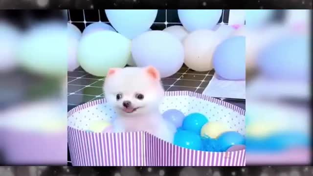 Baby Dogs Cute and Funny Dog funny videos