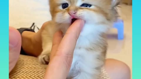 Cute cat funny video