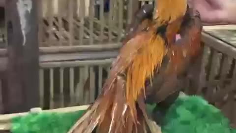 Ornamental tailed chicken