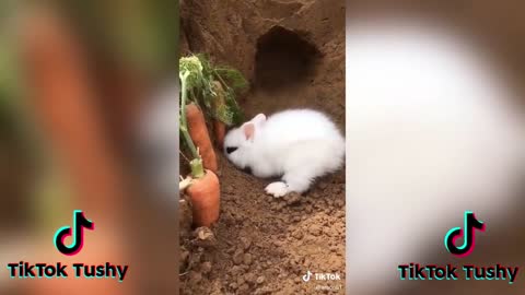 TheCUTESTBunniesonTikTokBunnyCOMPILATIONp4