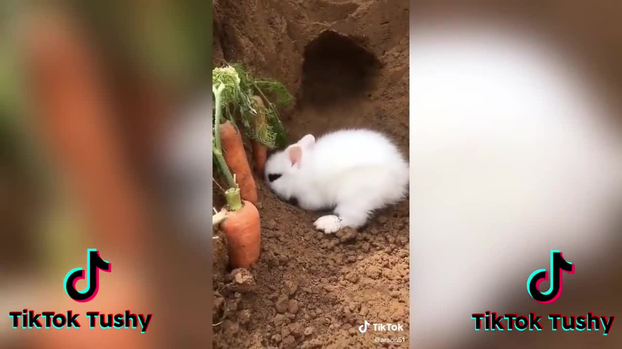 TheCUTESTBunniesonTikTokBunnyCOMPILATIONp4