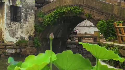 Bridge: Lotus leaf: house