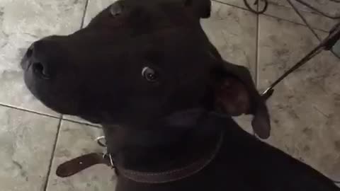 Black dog moves sporadically as camera pans to it