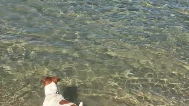 Happy Little Dog Dives for Toy at the Beach