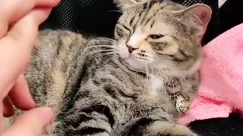 Cat play video