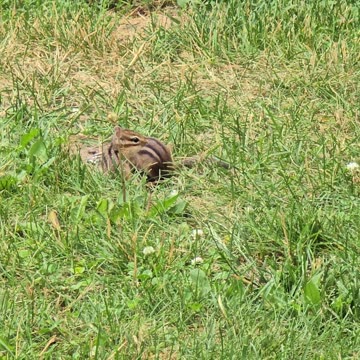All 3 Baby Chipmunks 🐿