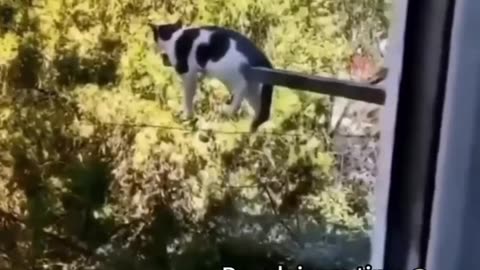 Funniest cats 😺 In The World 😂Funny and Fails pets Video