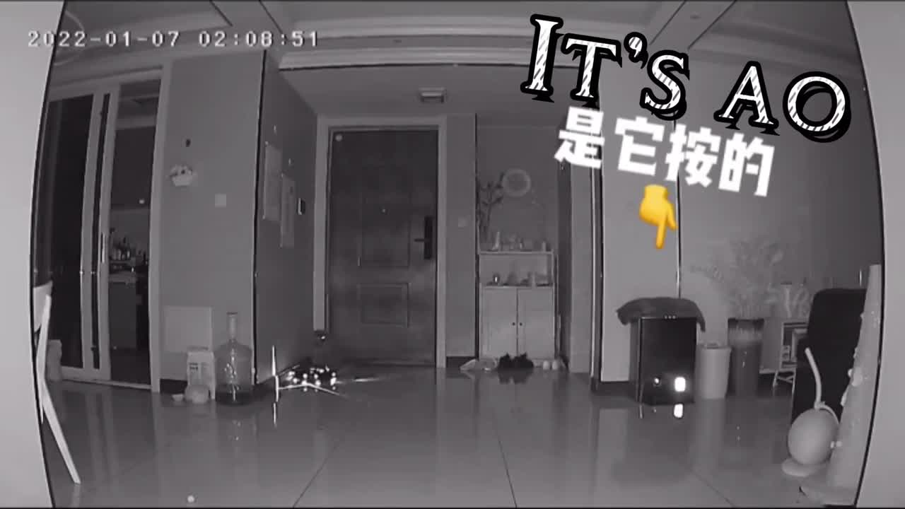 The owner, who owns two cats, when he gathers with friends at night, a strange scene appears