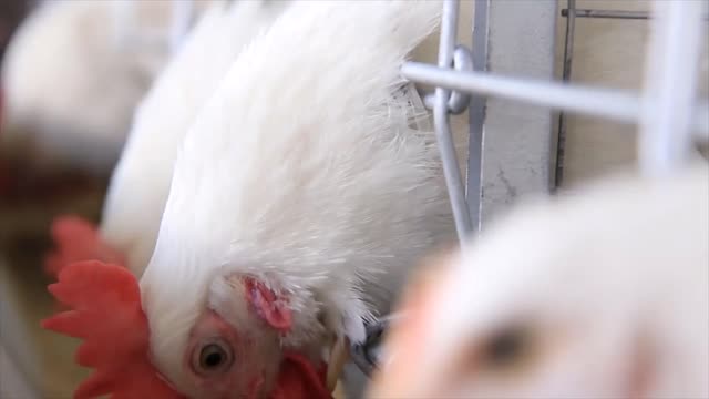 Chickens on poultry farm