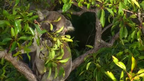 El virus que mata a los koalas se transmite de madre a cría, según estudio