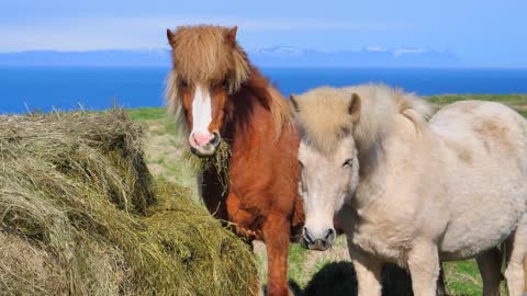 horses