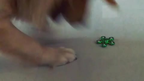 Dog trying to grab fidget spinner