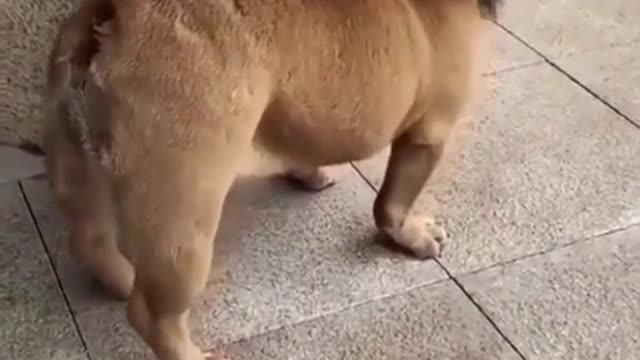 funny dog video