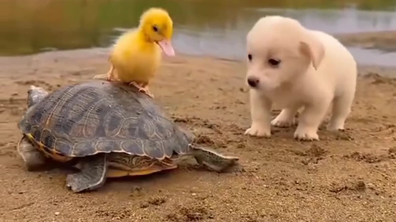 Monkey playing with turtle and duck (28)