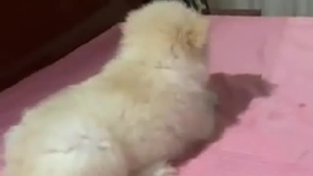 Mirror VS puppy mirror |cute puppy |playing