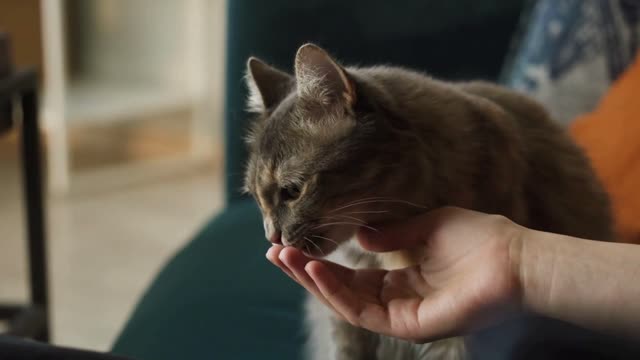 Feeding hungry cat from hand. Grey kitten eating from human palm close-up