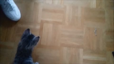 Cute kitten Lumpy playing with ball